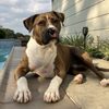 Karma Dog Training gift card