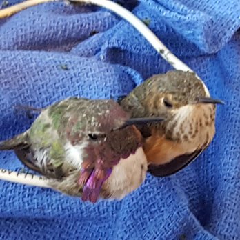 Pacific Wildlife Project - Animal Shelters Near Me