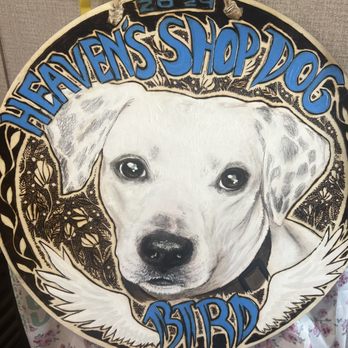 Mohrs Automotive - Heaven's Shop Dog - Auto Repair Near Me - Santa Rosa Beach, Florida Mohrs Automotive - Heaven's Shop Dog - Auto Repair Near Me - Santa Rosa Beach, Florida