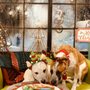 Photo of Jackson's Place Unleashed Pet Resort