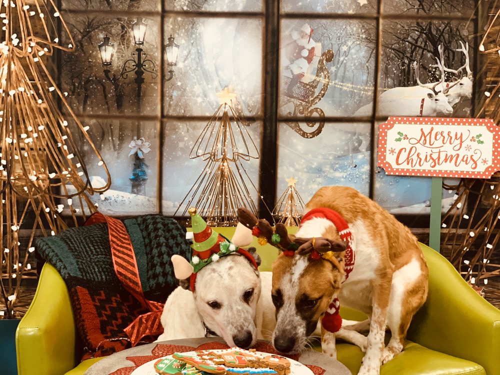Jackson's Place Unleashed Pet Resort - pet boarding facility in Houston, TX
