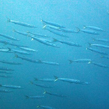 Diving Dragonera - Scuba Diving Near Me - Port d'Andratx, PM
