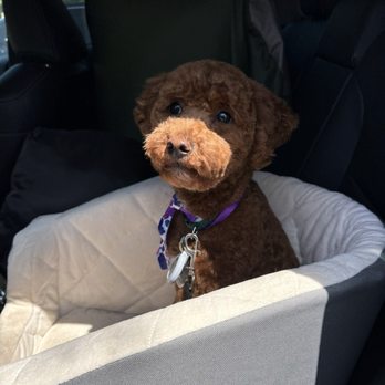 Dream Pet Grooming  - Pet Groomers Near Me - Irvine, California