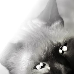 AutoZone - The freakish cat behind the store