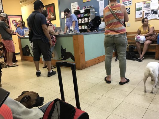 lowcountry veterinary clinic