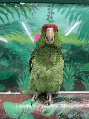 BIRD PARADISE - Updated January 2025 - 47 Photos & 61 Reviews - 551 E