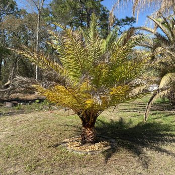 Herman Green and Stone - Frond trimming and diamond cutting - Lawn Services Near Me Herman Green and Stone - Frond trimming and diamond cutting - Lawn Services Near Me