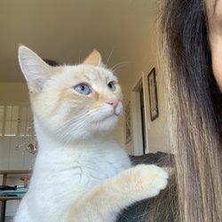 South Bay Cat Sitting