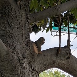 Squirrel on a tree
