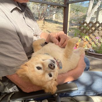Sunflower Suds and Scissors - Coco so happy after her grooming - Pet Groomers Near Me - Oakhurst, California