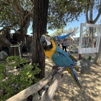 Free Flight - Animal Shelters Near Me - Del Mar, California