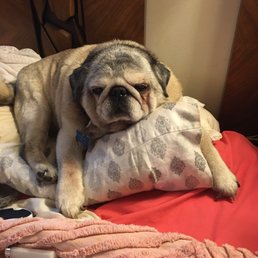 My Pug, Shamous My Pug, Shamous