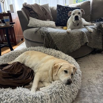 Happy Dog Carmel - Bella and Cookie living the "ruff" life - Dog Walkers Near Me