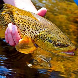 The StoneFly Fly Shop