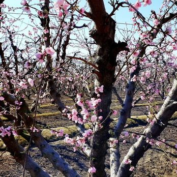 Fresno County Blossom Trail - Local Flavor Near Me - Fresno, California Fresno County Blossom Trail - Local Flavor Near Me - Fresno, California