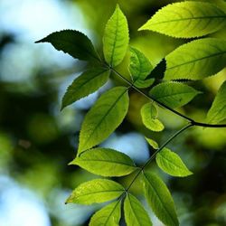 King Leaf - Green curry leaves and horse chestnut foliage