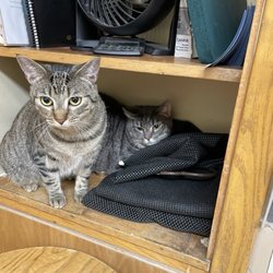 All Pets Animal Hospital - Ruby and Tyson at the vet