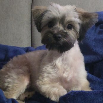 Tiffany's Pet Groom - Koda!!!! - Pet Groomers Near Me - Pasadena, California Tiffany's Pet Groom - Koda!!!! - Pet Groomers Near Me - Pasadena, California