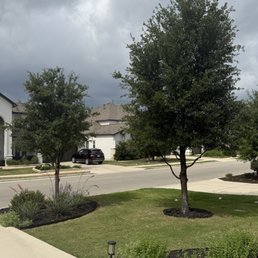 The image shows two trees planted in a landscaped yard with well-maintained grass, shrubs, and garden beds. The yard is part of a residential neighborhood with houses, a street, and parked cars visible in the background. The sky is overcast with dark clouds, indicating possible rain or stormy weather.