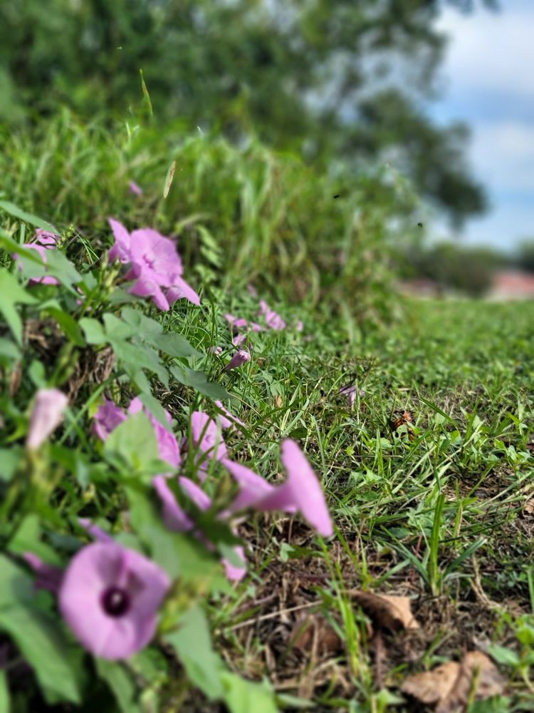 Social spots from Dog Park Nacogdoches