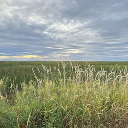 West Dyke Trail - Cherish what nature blessed us with ...
