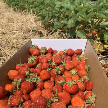Blake's Orchard & Cider Mill - Pick your own strawberries - Fruits & Veggies Near Me - Armada, Michigan Blake's Orchard & Cider Mill - Pick your own strawberries - Fruits & Veggies Near Me - Armada, Michigan