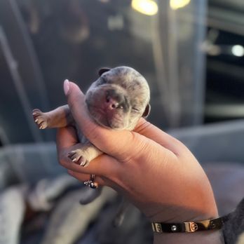 Animal Emergency Of Hernando - Our Frenchie Baby - Emergency Pet Hospital Near Me - Spring Hill, Florida