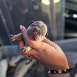 Animal Emergency Of Hernando - Our Frenchie Baby