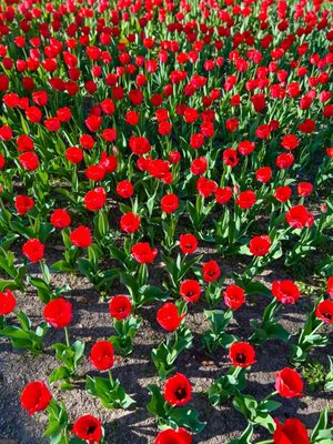 Sherwood Gardens by null