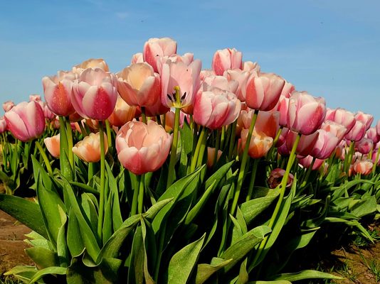 Wooden Shoe Tulip Farm by null