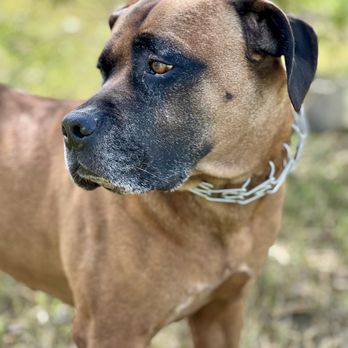 Ingleside Kennels - Pet Boarding Near Me - Ingleside, Texas Ingleside Kennels - Pet Boarding Near Me - Ingleside, Texas