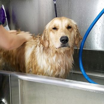 Oh My Dog Grooming - Teagan loves her bath - Pet Groomers Near Me - Sturgis, Michigan Oh My Dog Grooming - Teagan loves her bath - Pet Groomers Near Me - Sturgis, Michigan