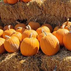 The Berry Ranch - Lots of pumpkins!