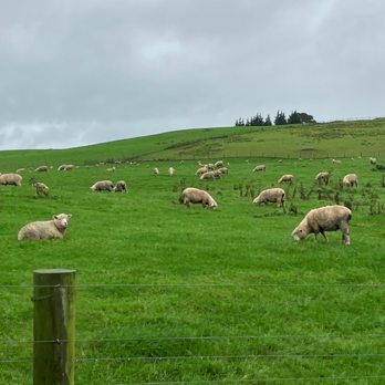Hobbiton - Driving to Hobbiton. - Tours Near Me - Matamata, WKO Hobbiton - Driving to Hobbiton. - Tours Near Me - Matamata, WKO