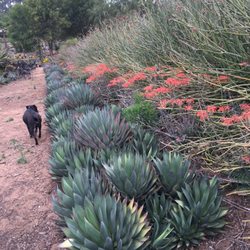 Serra Gardens Landscape Succulents - Succulent farm