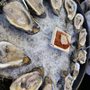 Photo of Bojangles Sushi & Oyster Bar