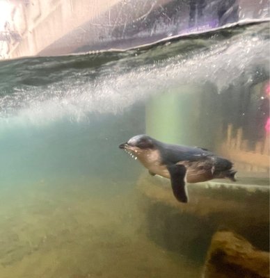 National Aquarium of New Zealand by null