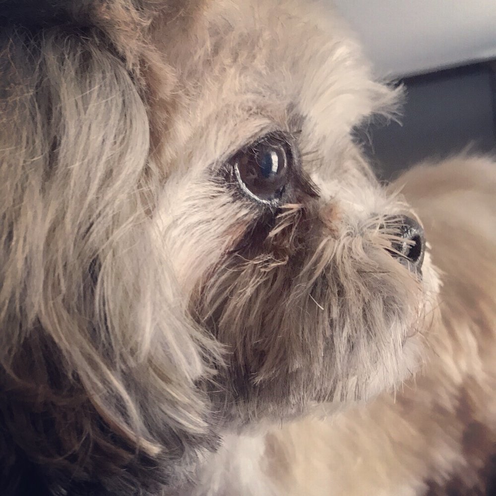 Sitting With a Friend - pet boarding facility in Falls Church, VA