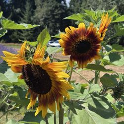 Laurel Lavender Farm - Sunflowers amongst the lavender
