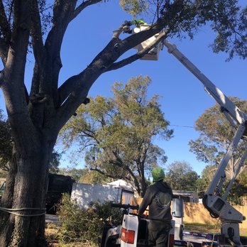 Silverson Tree Services & Landscaping - a man working on a tree - Tree Services Near Me - Saint Petersburg, Florida Silverson Tree Services & Landscaping - a man working on a tree - Tree Services Near Me - Saint Petersburg, Florida