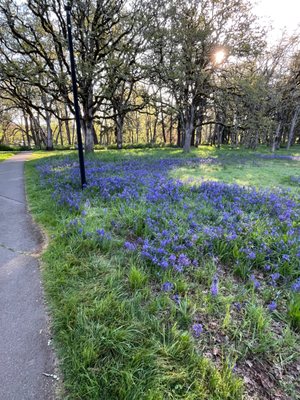 Bush's Pasture Park by null