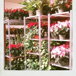 plants