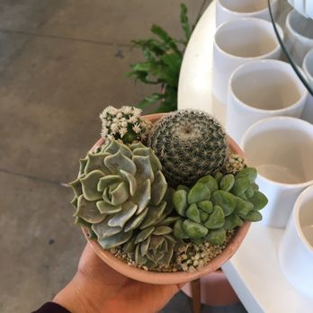 Pigment - Plants - Home Decor Near Me - San Diego, California