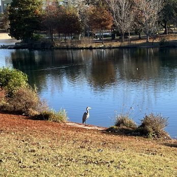 Mueller Southwest Greenway - Heron - Parks Near Me - Austin, Texas Mueller Southwest Greenway - Heron - Parks Near Me - Austin, Texas