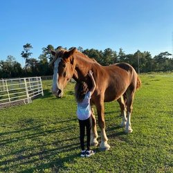Star Rise Stable