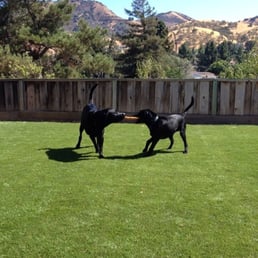 Our Labs, Foster and Shadow, playing at All Paws Headquarters ;)