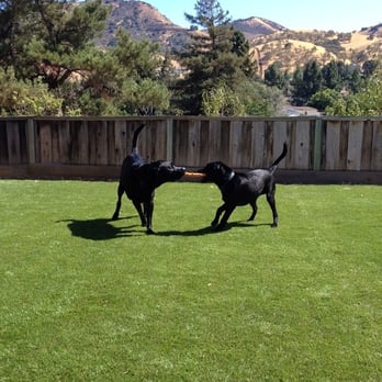 All Paws Dog Walking Service - Our Labs, Foster and Shadow, playing at All Paws Headquarters ;) - Dog Walkers Near Me - Concord, California