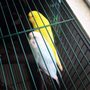 Photo of Pet Services of Brentwood