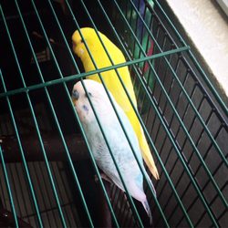 Pet Services of Brentwood - Some of our pretty feathered friends.