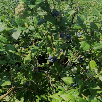 George Schmidt Berry Farm - Pick Your Own Farms Near Me - New Tripoli, Pennsylvania George Schmidt Berry Farm - Pick Your Own Farms Near Me - New Tripoli, Pennsylvania